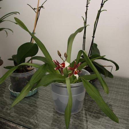 House Of Orchids With Patio Apartman Vila Real de Santo António Kültér fotó