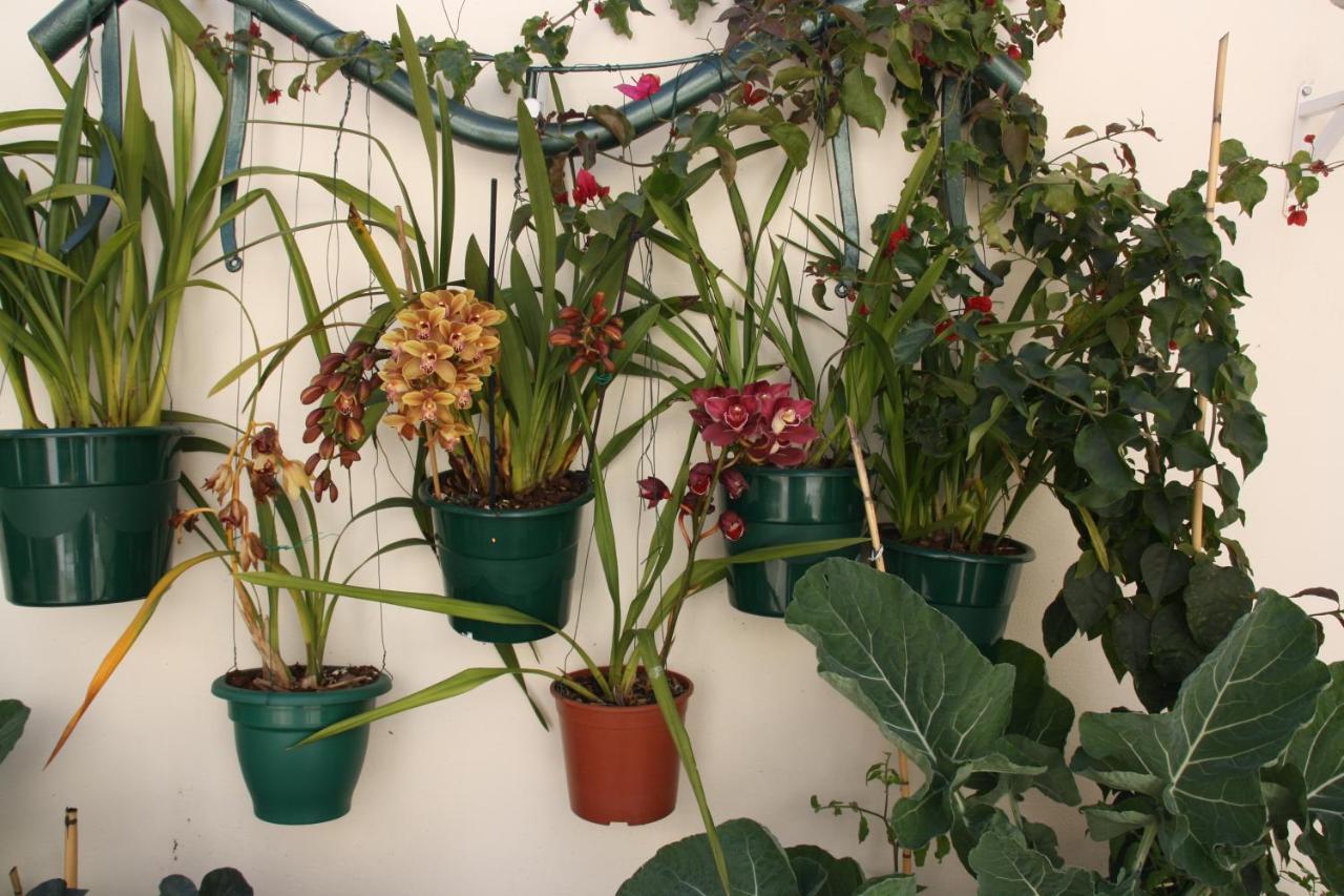 House Of Orchids With Patio Apartman Vila Real de Santo António Kültér fotó